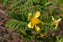 Hypericum mysurense